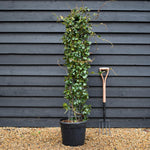 Star Jasmine | Trachelospermum jasminoides - Column Metal Frame- Height 140cm - 30lt