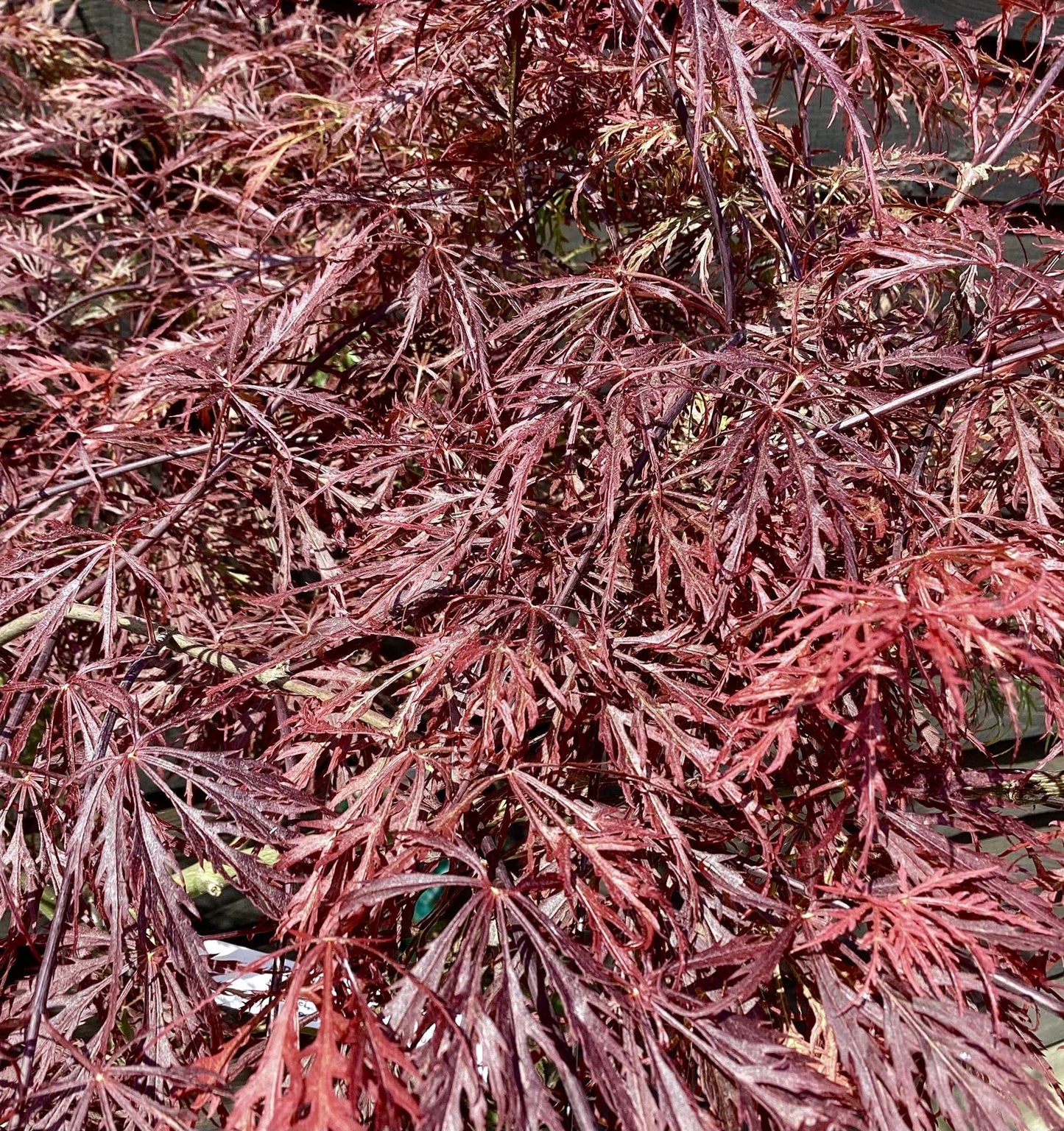Acer palmatum 'Garnet' 1/2 std | Japanese maple 'Garnet', Clear Stem - 90-100cm - 15lt