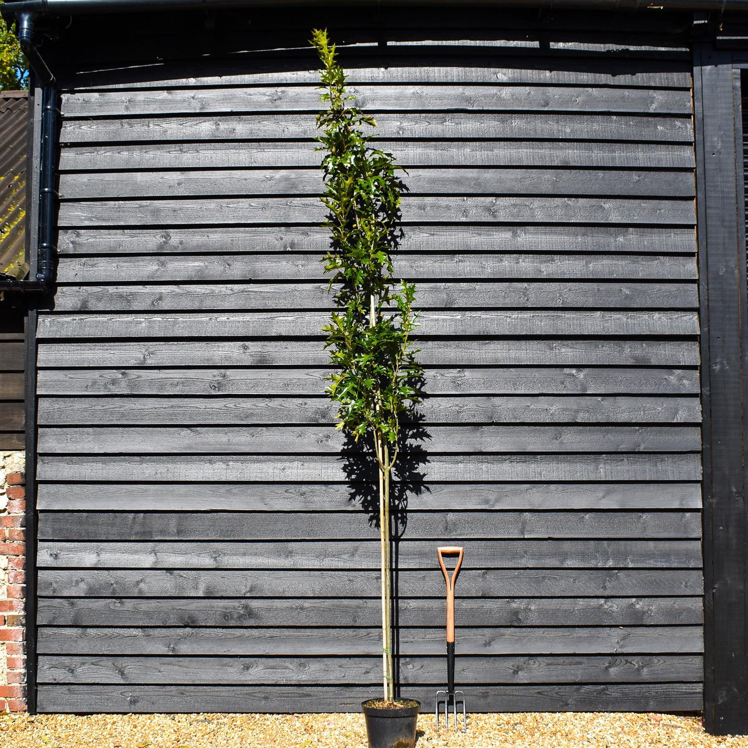 Upright Pin Oak | Quercus palustris 'Green Pillar' (Pringreen) - Height 200-220cm - Pot Grown - 10lt