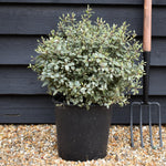 Pittosporum tenuifolium 'Silver Ball' - 30cm - 10lt