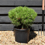 Pinus nigra 'Marie Bregeon' - Height 35-45cm - Width 35-45cm - 11lt