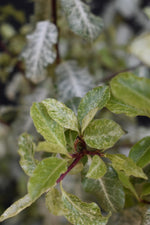 Pittosporum Irene Paterson - Height 40-60cm - 12lt
