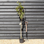 Rose - Orange - Clear Stem 80-90cm - Height 130-160cm - 18lt