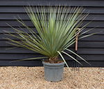 Nolina hibernica - Beargrass Tree - Height 130cm - Width 190cm - 55lt