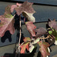 Hydrangea quercifolia | Oak-leaved hydrangea - 60-80cm, 10lt