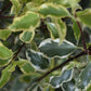 Pittosporum variegatum - 80-100cm - 12lt