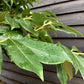 Prunus laurocerasus 'Novita' - Multistem - Parachute - Height 300-320cm - Width 250-300cm - 285lt