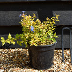 Ceratostigma willmottianum Sapphire Ring - Height 15-20cm - 2lt