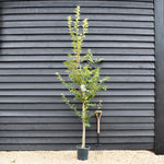 Prunus Subhirtella 'Autumnalis Rosea' | Winter-flowering Cherry - Height 170-190cm - 12lt