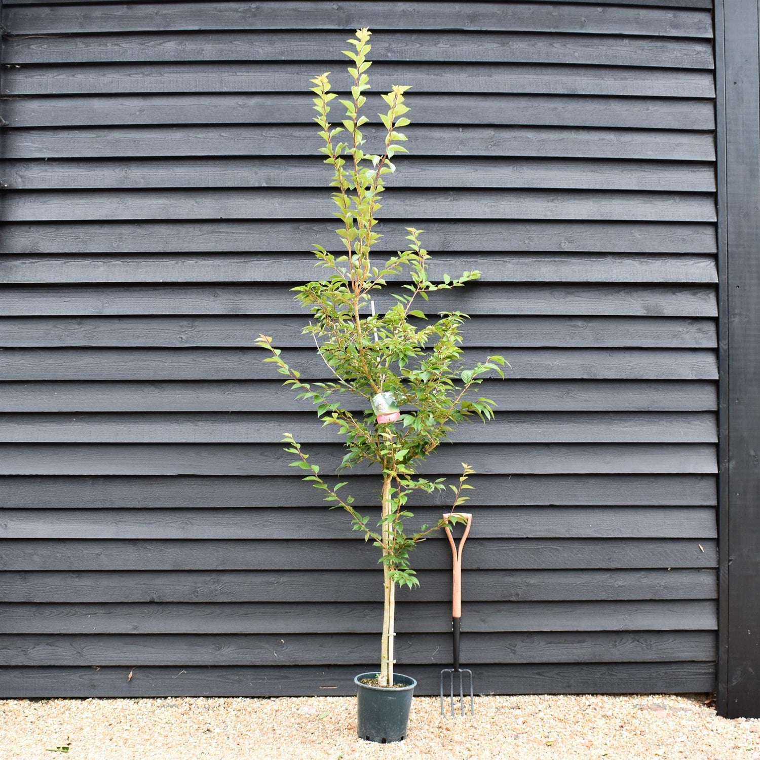 Prunus Subhirtella 'Autumnalis Rosea' | Winter-flowering Cherry - Height 170-190cm - 12lt