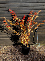 Hamamelis Intermedia 'Pallida' - 120-140cm, 20lt