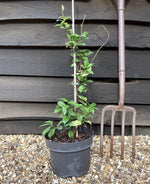 Trachelospermum jasminoides | Star of Toscana - Climber - Cane - 50-60cm - 7lt