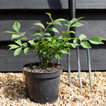 Euonymus alatus Compactus - Height 25-35cm - Bushy - 2lt