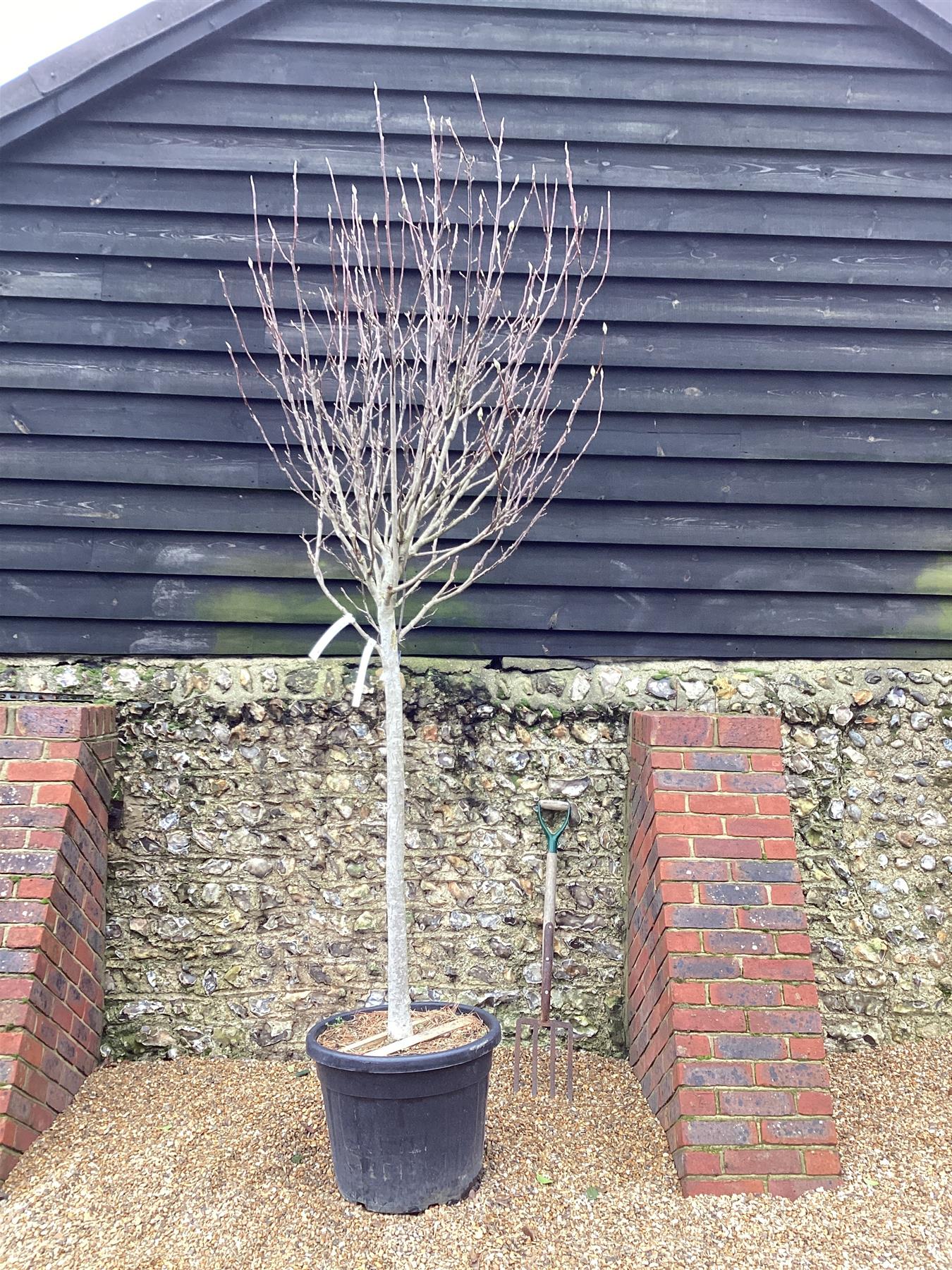 Magnolia Heaven Scent - Girth 16cm - Clear Stem - 180cm - 70lt