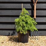 Cedrus libani 'Dino' | Cedar of Lebanon 'Dino' - Height 40-60cm - 6lt
