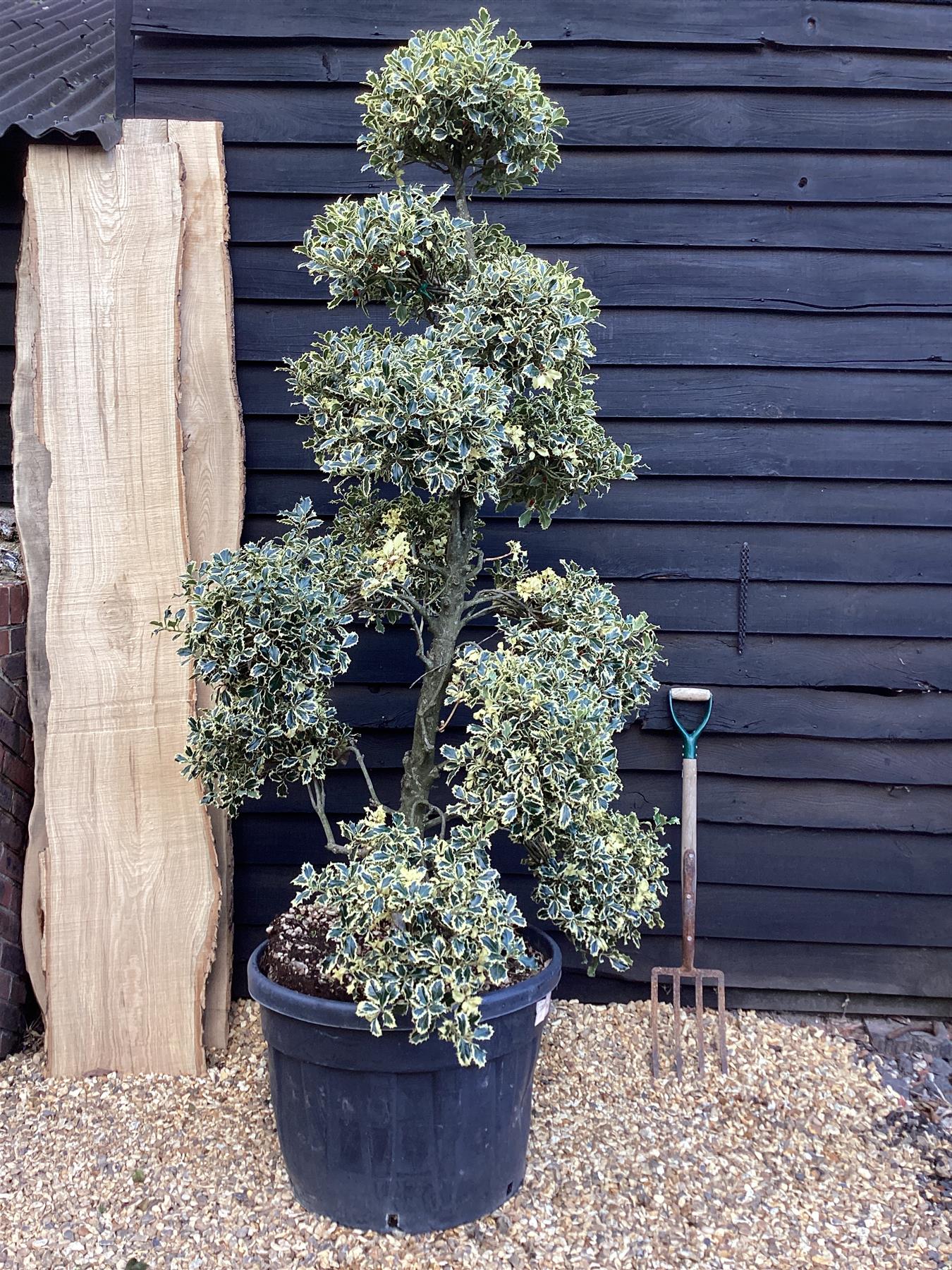 Ilex aquifolium 'Argentea Marginata' | Silver-Margined Holly - PonPon - 260-270cm, 130lt