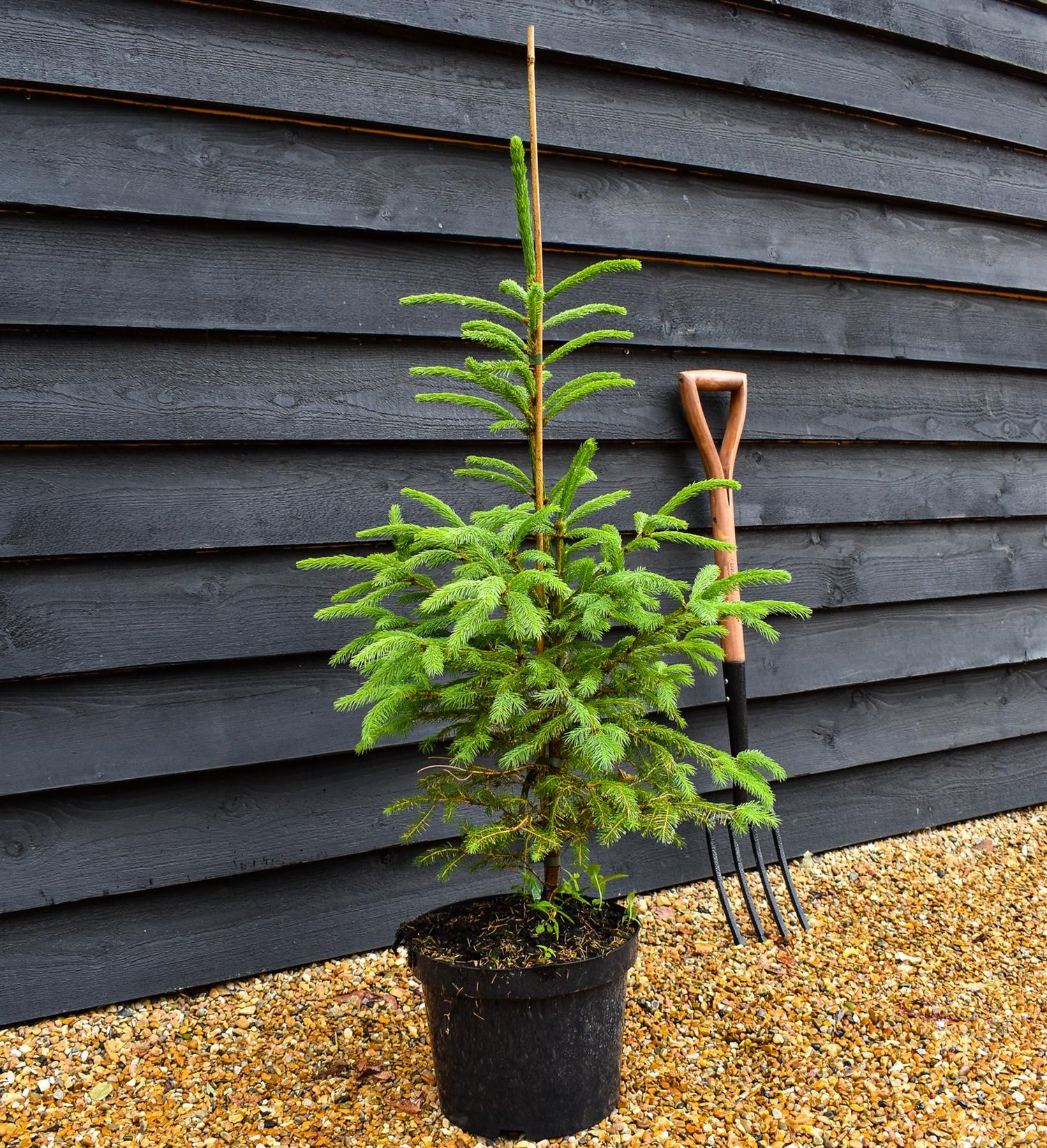 Classic Christmas Tree - Norway Spruce - Pot Grown | Picea abies - Height 70-90cm - 10lt