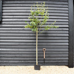 Amelanchier x grandiflora 'Robin Hill' | Serviceberry - Height 280-320cm - Girth 6-8cm - 20-35lt