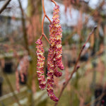 Alnus Incana Aurea - Grey Alder - Height 220-250cm - 30lt
