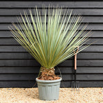 Nolina hibernica - Beargrass Tree - Height 100-110cm - Width 110cm - 45lt