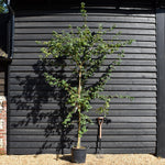 Field Maple | Acer campestre -Feathered - Height 250-270cm - 30lt