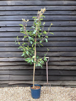 Photinia Red Robin | Christmas berry 'Red Robin' - 150-200cm, 10lt