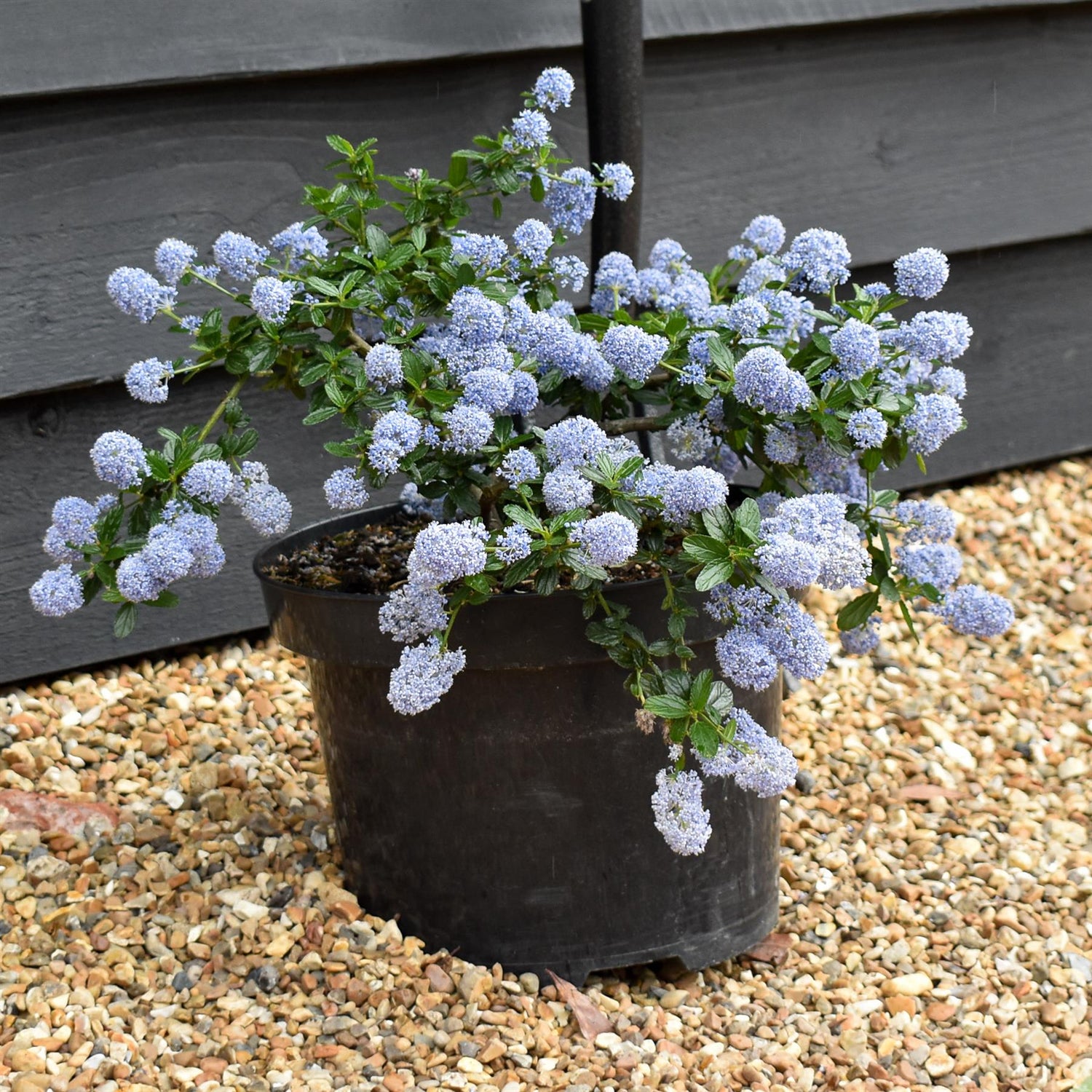 Ceanothus thrysifloris repens - 20-30cm, 5lt