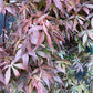 Acer palmatum 'Skeeter's Broom' | Japanese maple 'Skeeter's Broom' - 220-230cm, 35lt