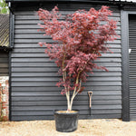 Acer palmatum 'Inosukaza' | Japanese maple 'Inosukaza' - Specimen Tree - Height 300-330cm - 180lt
