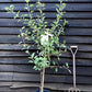 Apple tree 'Braeburn' | Malus domestica - MM106 - Semi-Dwarfing - 150-160cm - 10lt