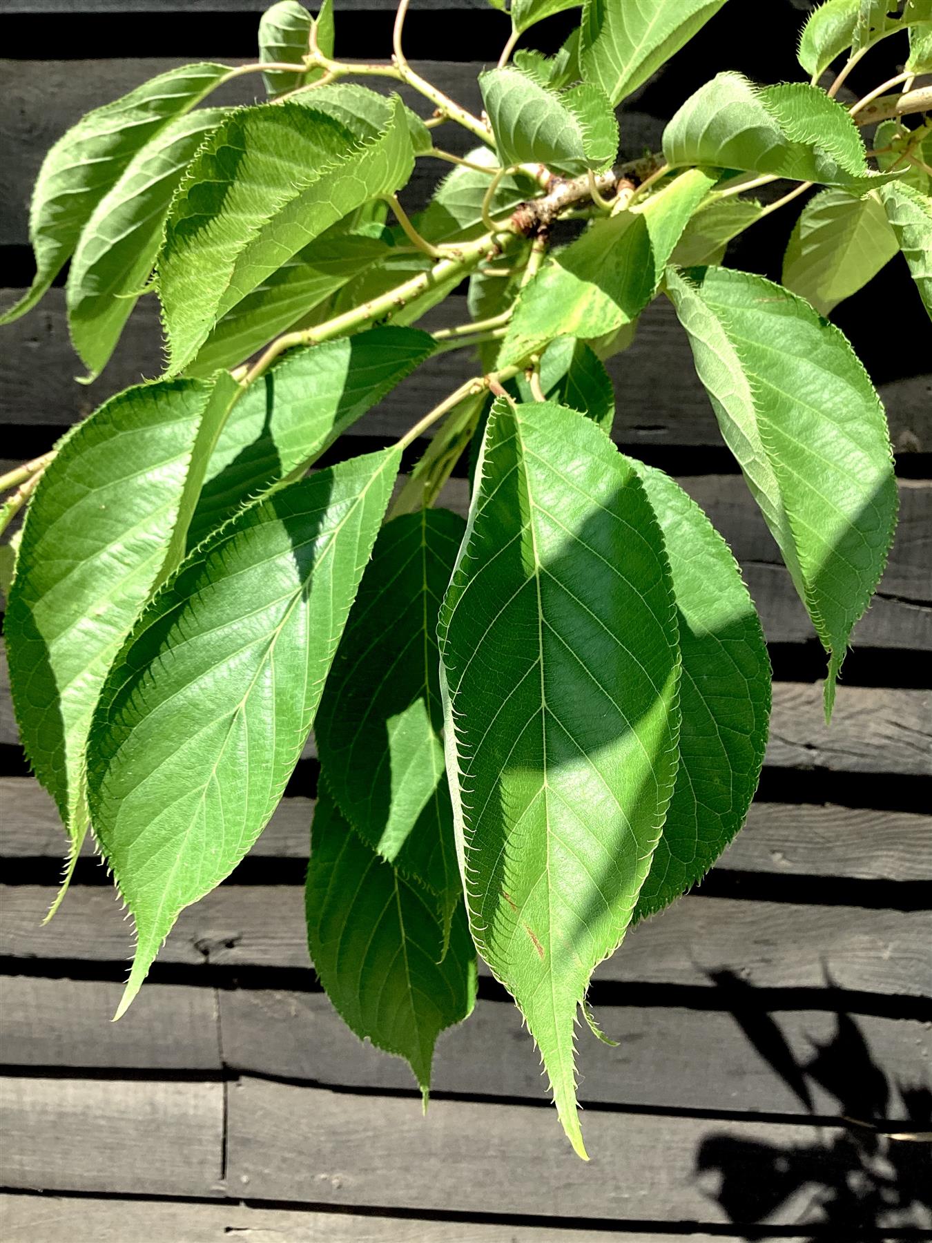 Prunus Tai Haku | Great White Cherry - Height 160-200cm - 12lt