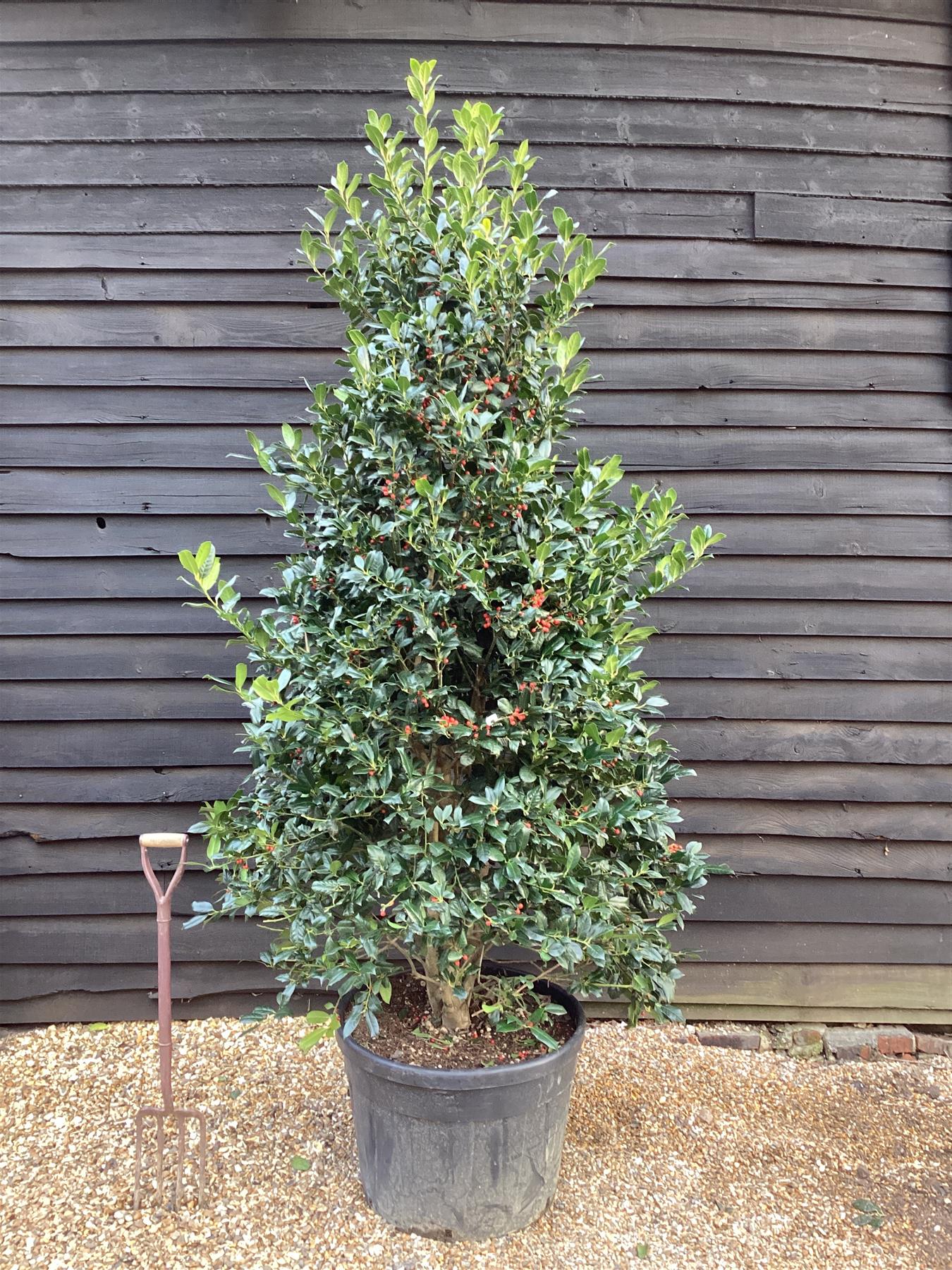 Ilex Nellie R Stevens | Holly 'Nellie R. Stevens' - Cone - 320cm, 130lt