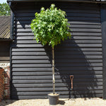 Liquidambar styraciflua 'Gum Ball'| Sweet Gum Tree - Clear Stem 190-210cm - Girth 12-14cm - Height 430-450cm - 35lt