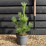 Pinus cembra Glauca | Arolla pine - Height 45-55cm - 5lt