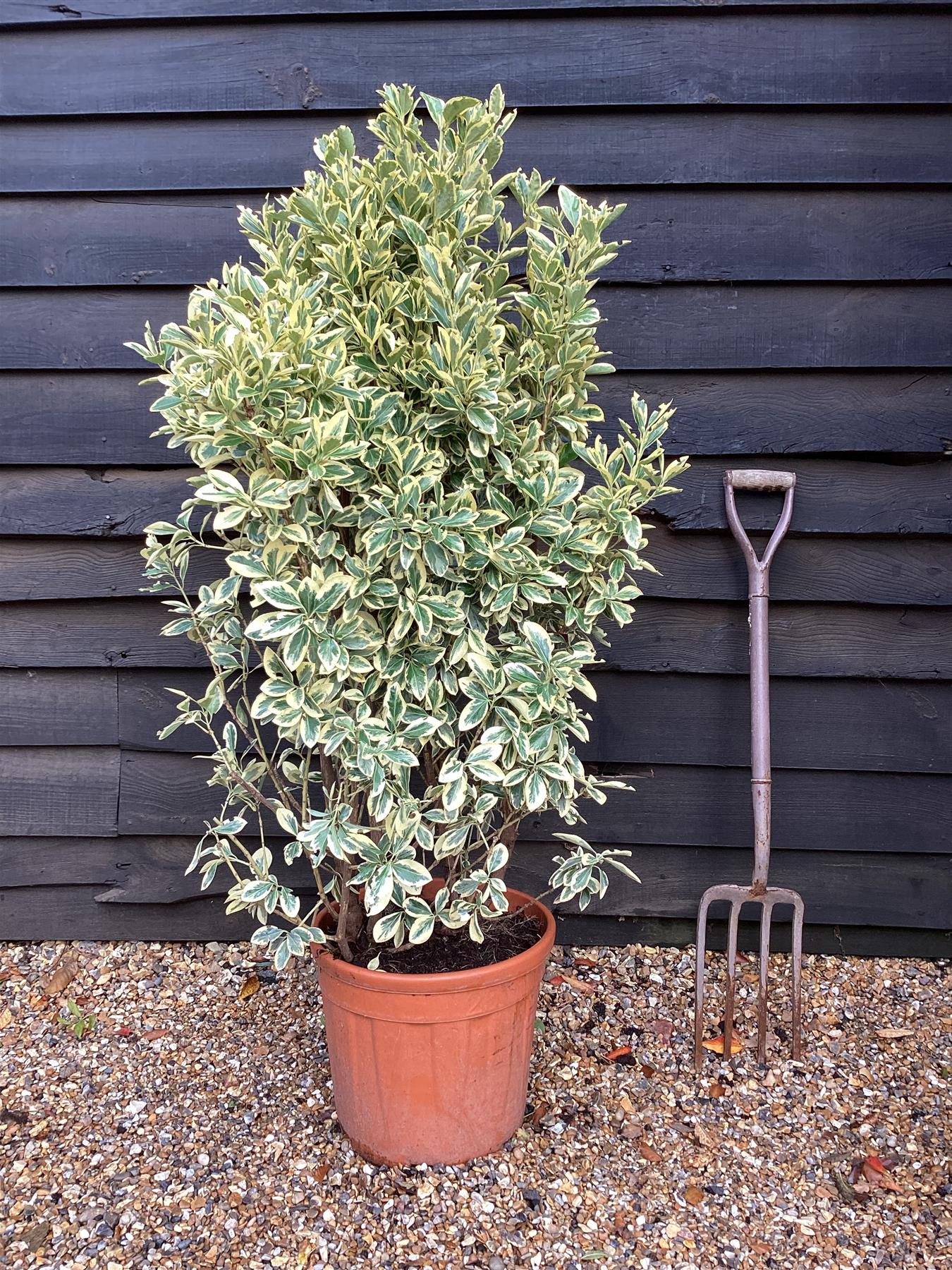 Euonymus japonicus 'Bravo' - 100-115cm