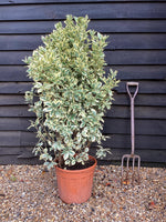 Euonymus japonicus 'Bravo' - 100-115cm - 25lt