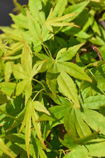 Japanese maple 'Ryusen' | Acer palmatum - Clear Stem 200-220cm - Weeping - Height 210-240cm - 35lt