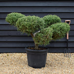 Juniperus chinensis 'Glauca' - Bonsai - Height 120cm - Width 150cm - 55lt