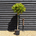 Photinia x fraseri Red Robin - Clear Stem 80-100cm - Height 170-180cm - 25lt
