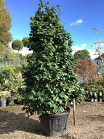 Camellia sasanqua - 350-370cm, 210lt