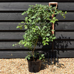 Crataegus Monogyna | Common Hawthorn - Height 125-150cm - 5lt