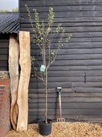 Crataegus Laevigata 'Plena' | White Flowering Hawthorn Tree - 180-220cm, 20lt