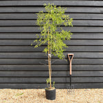 Ziziphus Jujuba - Chinese Date - Height 150-170cm - 10lt