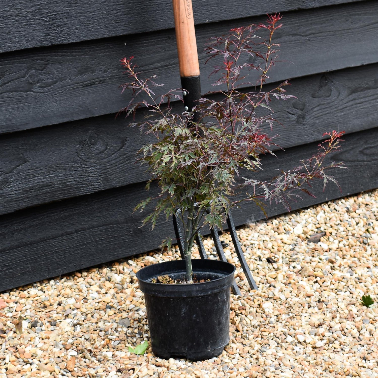 Acer palmatum 'Royal Garnet' | Japanese Maple 'Royal Garnet' - Bushy - Height 30-50cm - 3lt