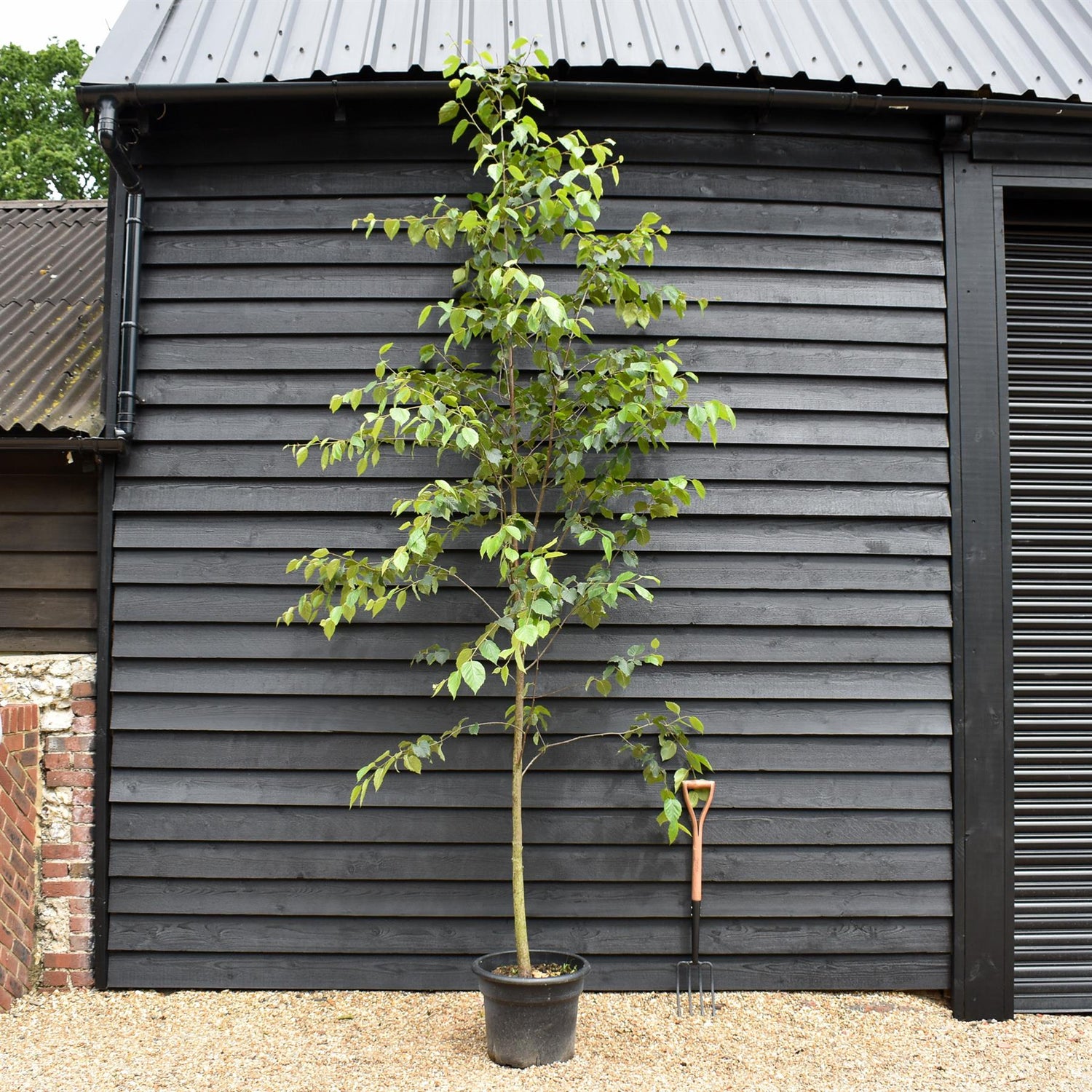 Paper Birch | Betula Papyrifera - Height 300-320cm - Girth 8-10cm - 45lt