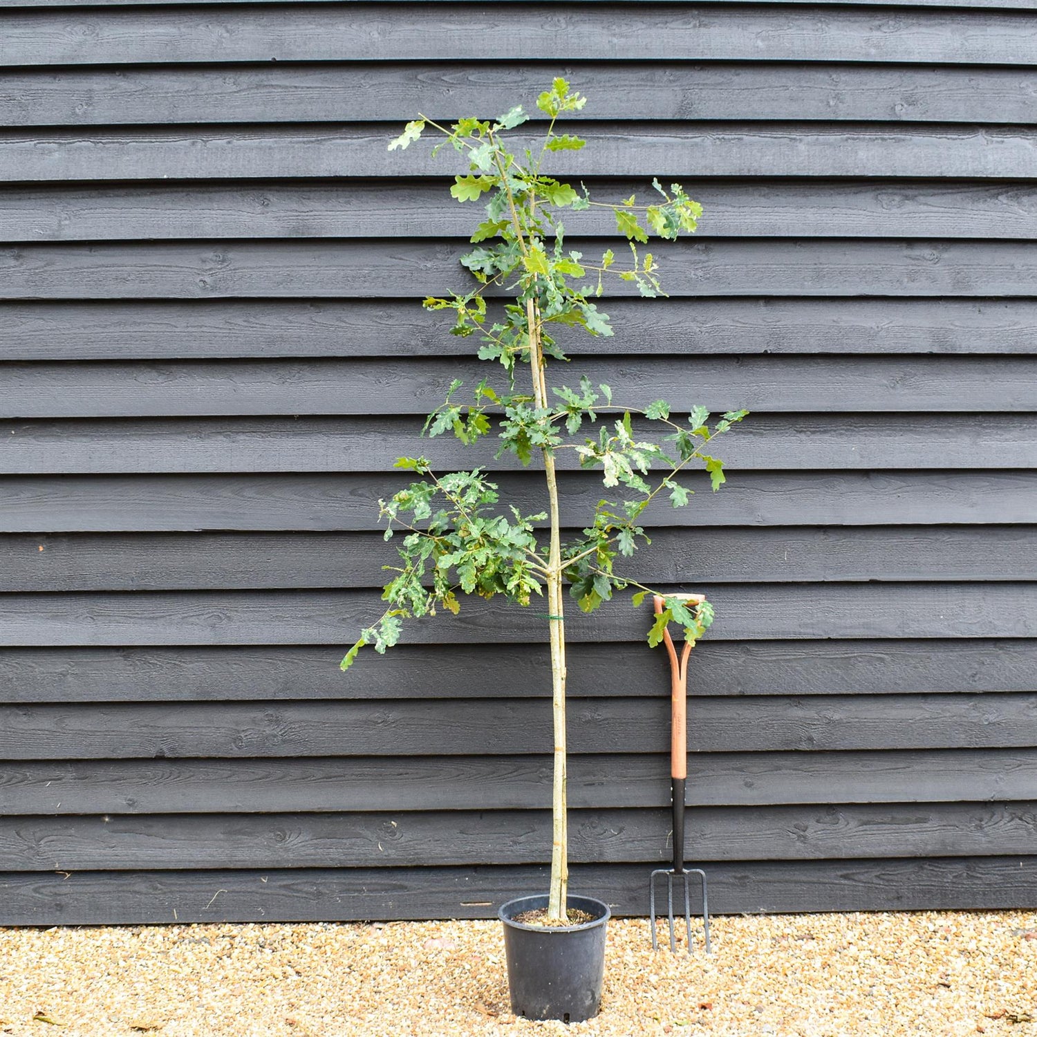 Quercus robur | English Oak - Pot Grown - 3-4 years old - Height 150-200cm 10-12lt
