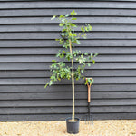 Quercus robur | English Oak - Pot Grown - 3-4 years old - Height 150-200cm 10-12lt