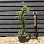 Pyracantha 'Solei D'or' - Height 90-120cm - 10lt