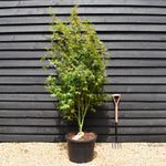 Japanese Maple | Acer palmatum 'Wilson's Pink Dwarf' - Bushy - Height 170-200cm - 55lt