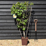 Pear tree 'Passa Crassane' | Pyrus communis - Frame - Height 140-150cm - 15lt